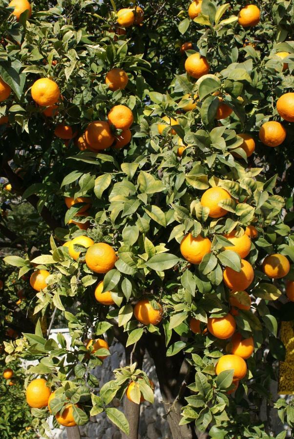 Ferienwohnung Three Oranges Trsteno Exterior foto